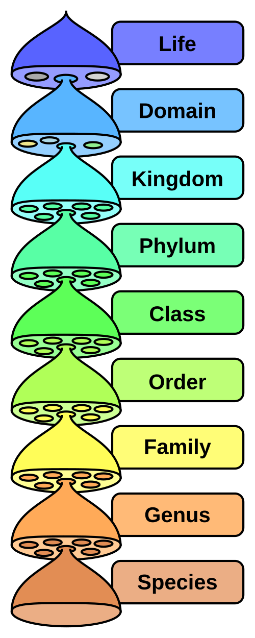 Phylogenetic Species Concept